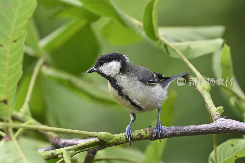 小山雀(Parus major)